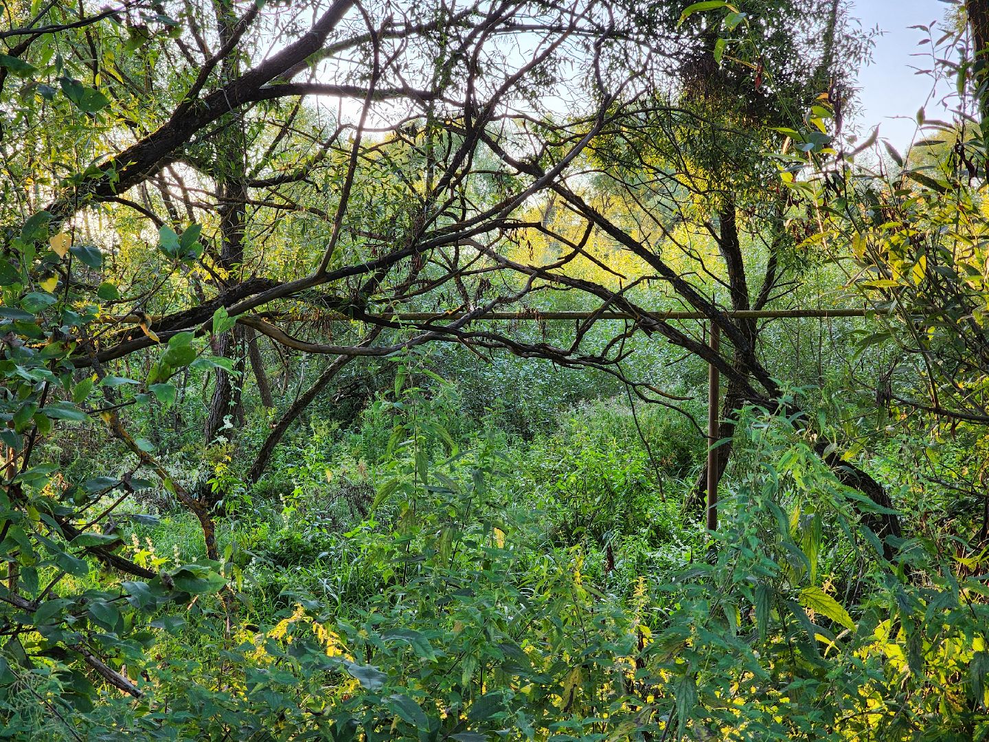 Чехов, село Стремилово, выездная администрация, встреча с жителями, обращения граждан, благоустройство, опиловка деревьев, дорожный ремонт, уличное освещение, улица Луговая,