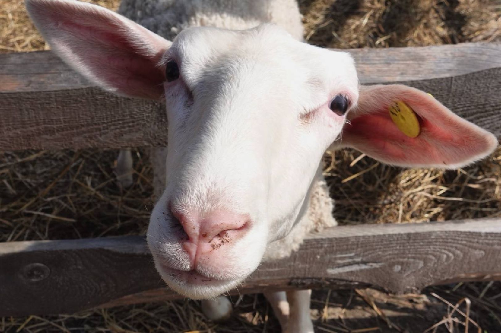 Сыр, Сельское хозяйство, Фермерство, Господдержка, Сыроварня, Фермерская продукция, Сергиево-Посадский городской округ,