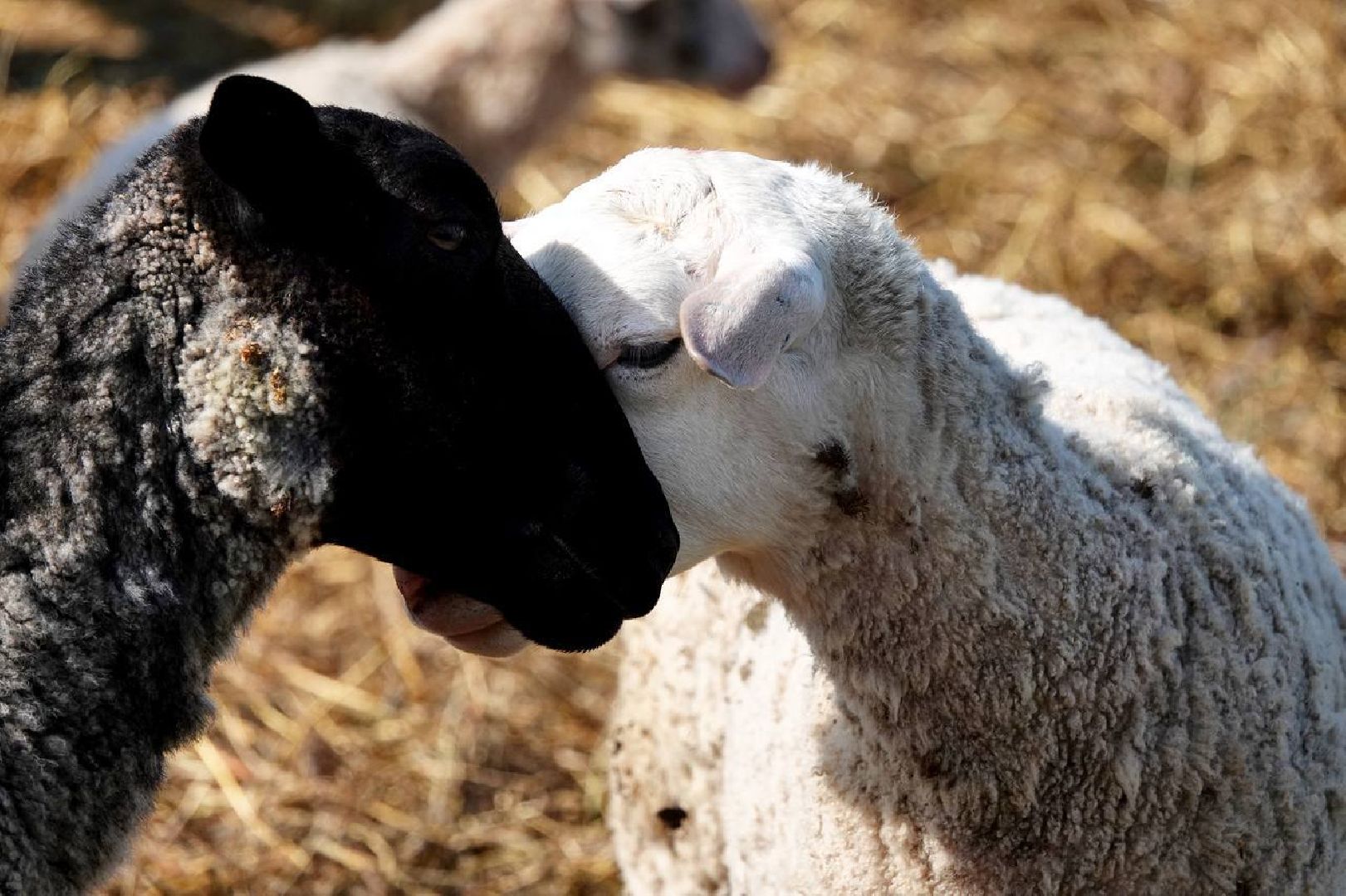 Сыр, Сельское хозяйство, Фермерство, Господдержка, Сыроварня, Фермерская продукция, Сергиево-Посадский городской округ,