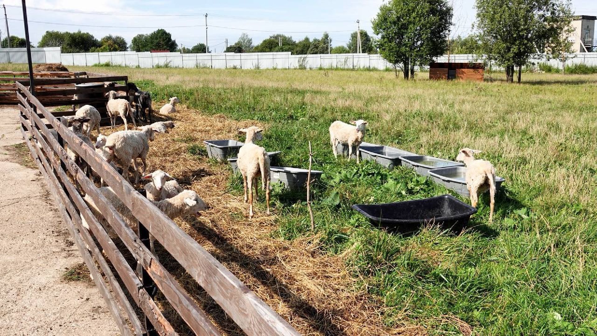 Сыр, Сельское хозяйство, Фермерство, Господдержка, Сыроварня, Фермерская продукция, Сергиево-Посадский городской округ,