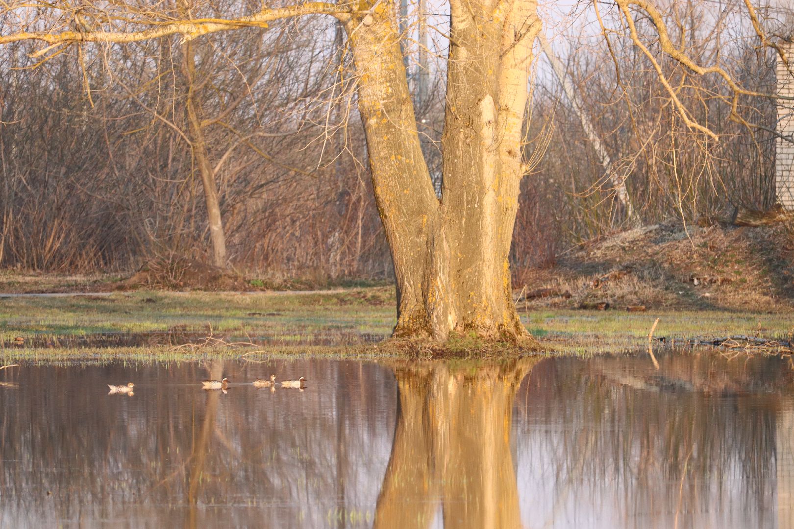 Серебряные Пруды, парк, половодье, природа