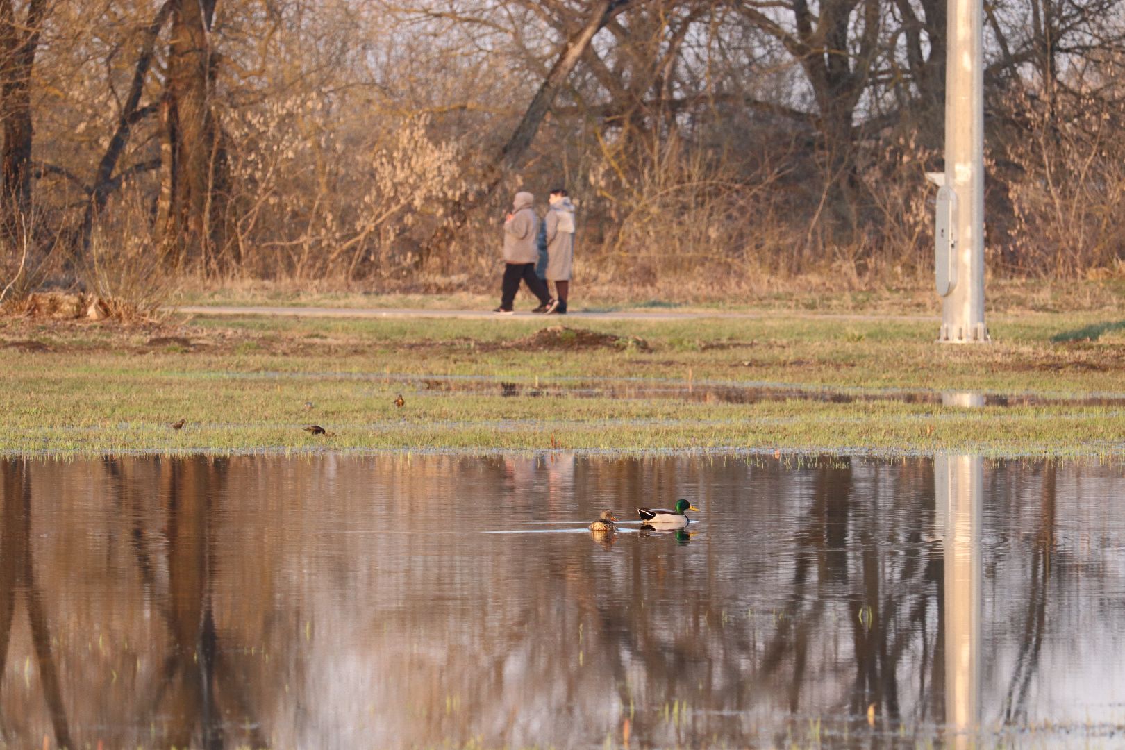 Серебряные Пруды, парк, половодье, природа