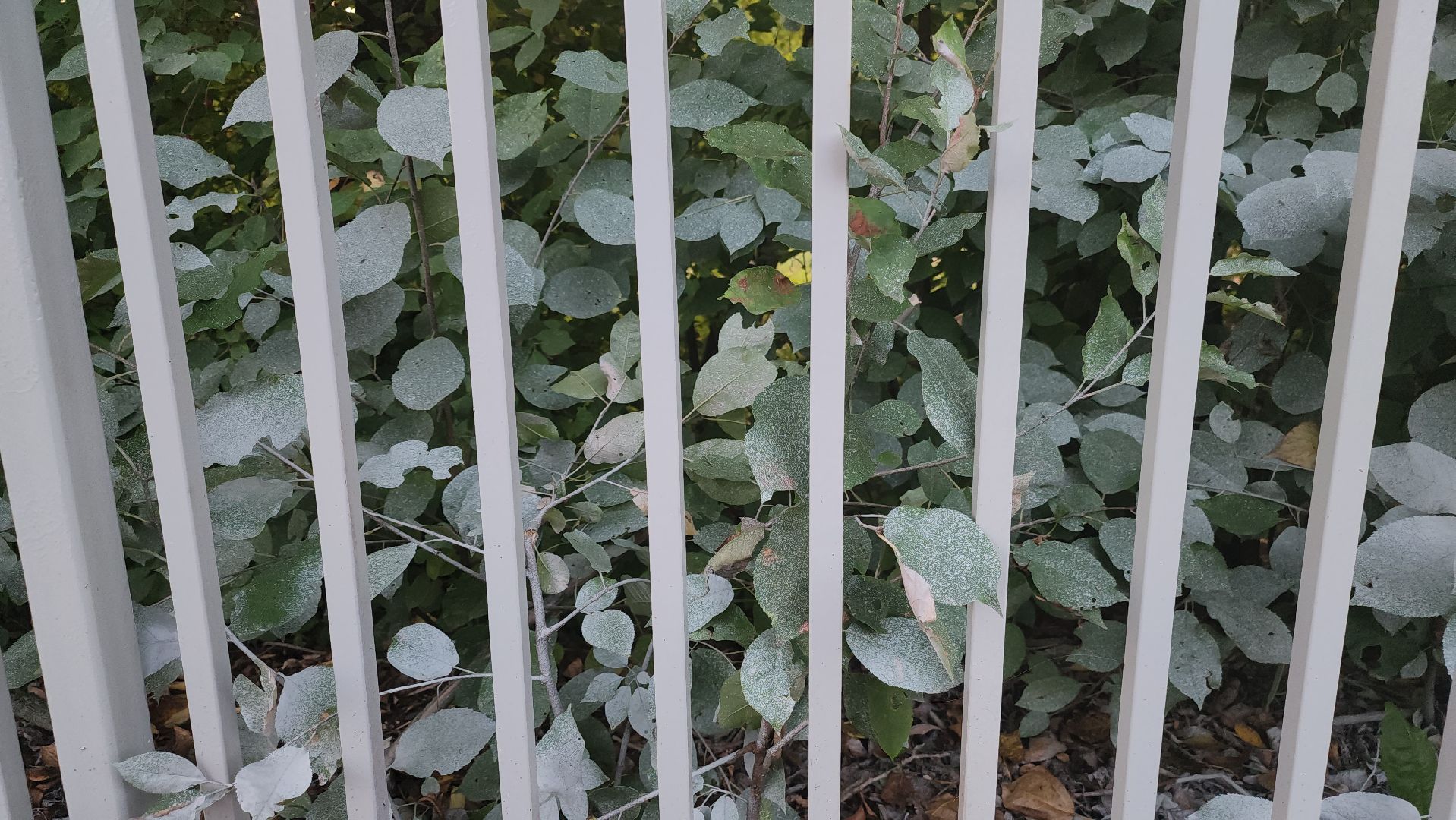 долгопрудный, хлебниково, пираты, памятник, вандалы,