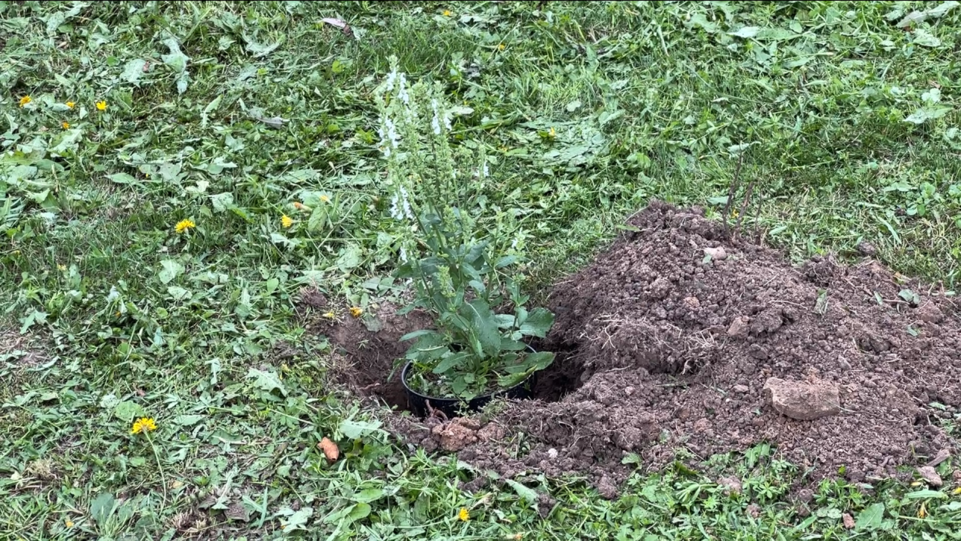 химки, благоустройство, больница,садоводство, клумбы,