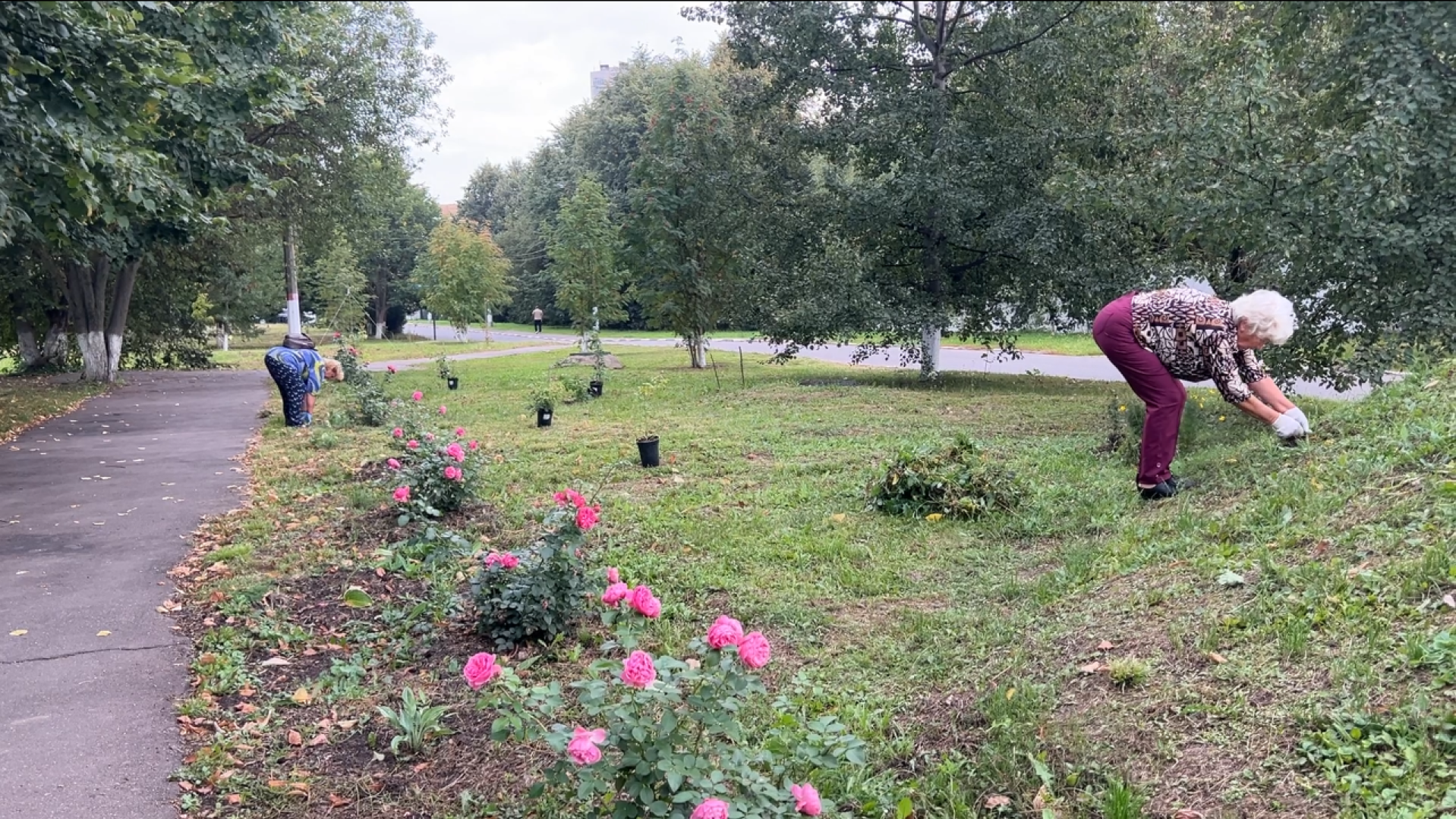 химки, благоустройство, больница,садоводство, клумбы,