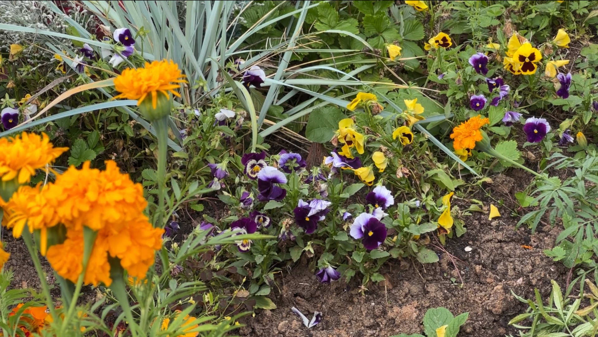 химки, благоустройство, больница,садоводство, клумбы,