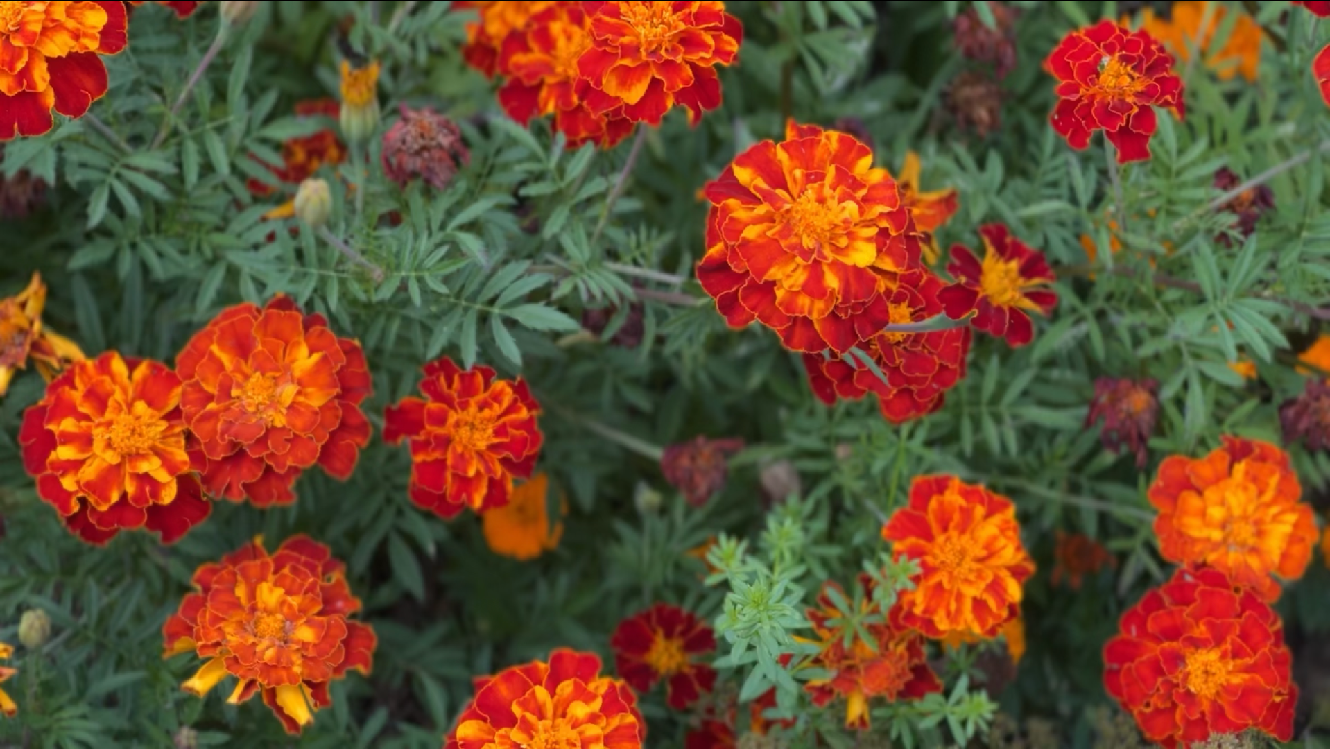 химки, благоустройство, больница,садоводство, клумбы,