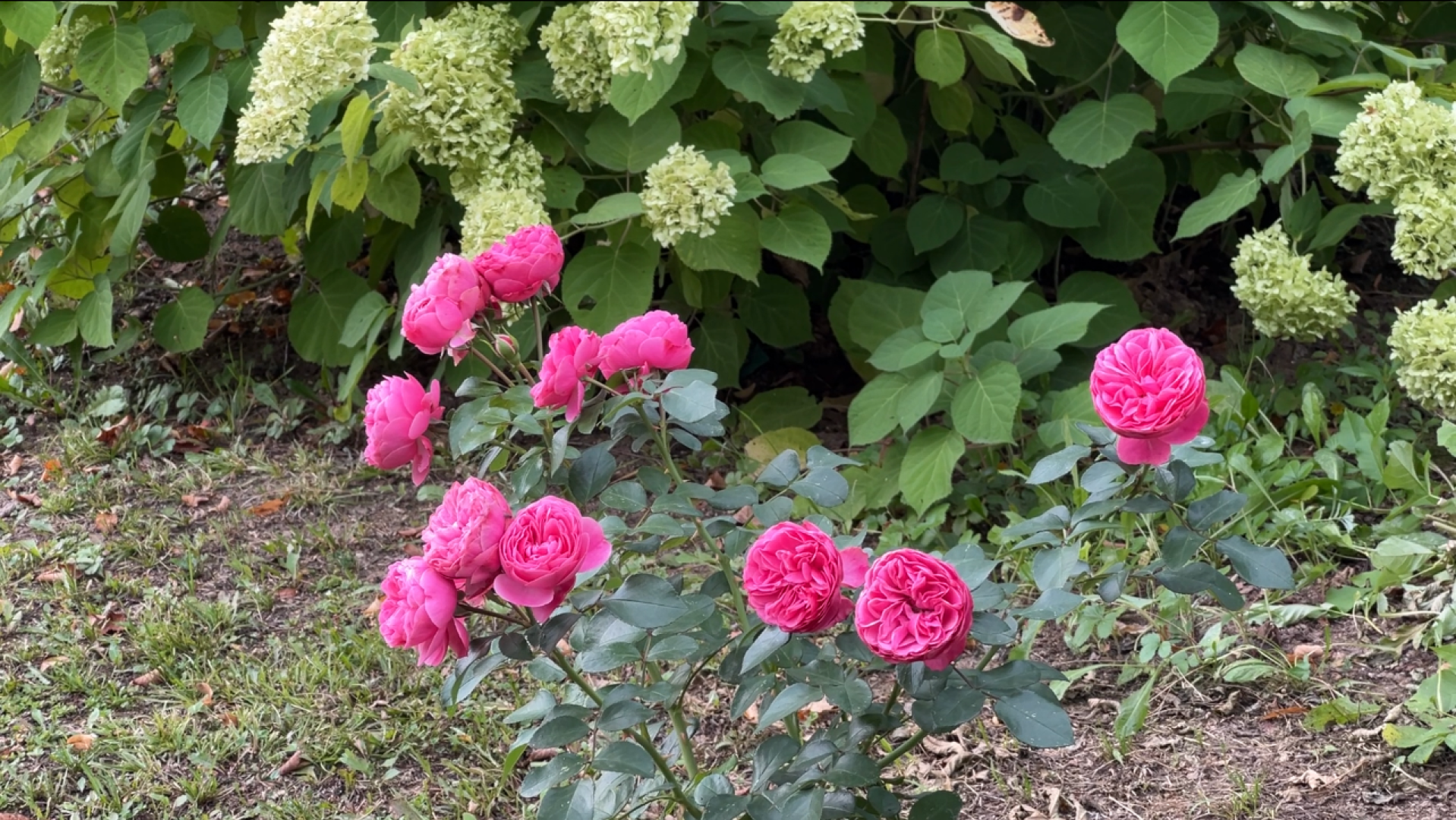 химки, благоустройство, больница,садоводство, клумбы,