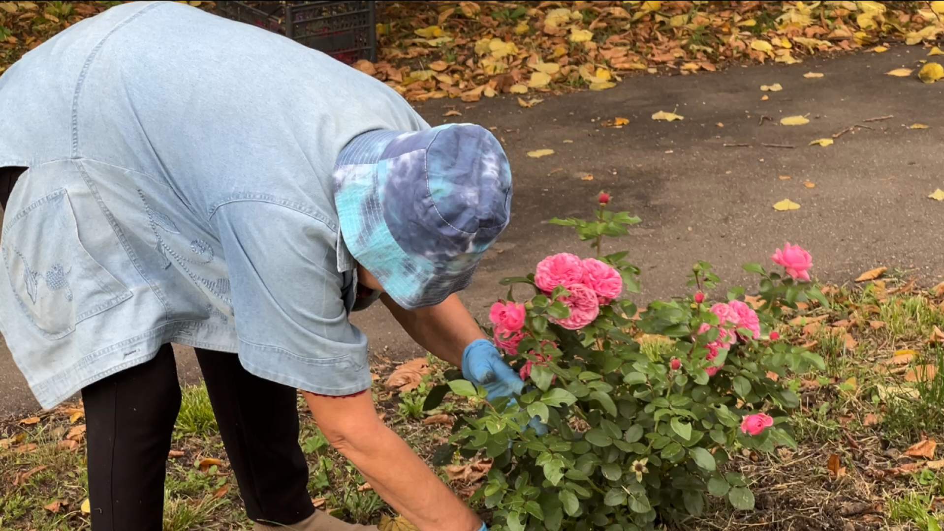 химки, благоустройство, больница,садоводство, клумбы,