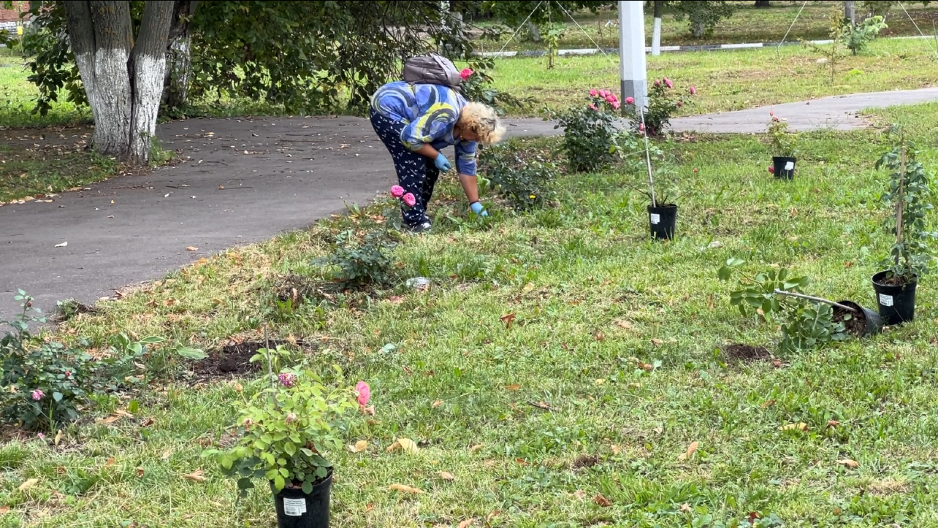 химки, благоустройство, больница,садоводство, клумбы,