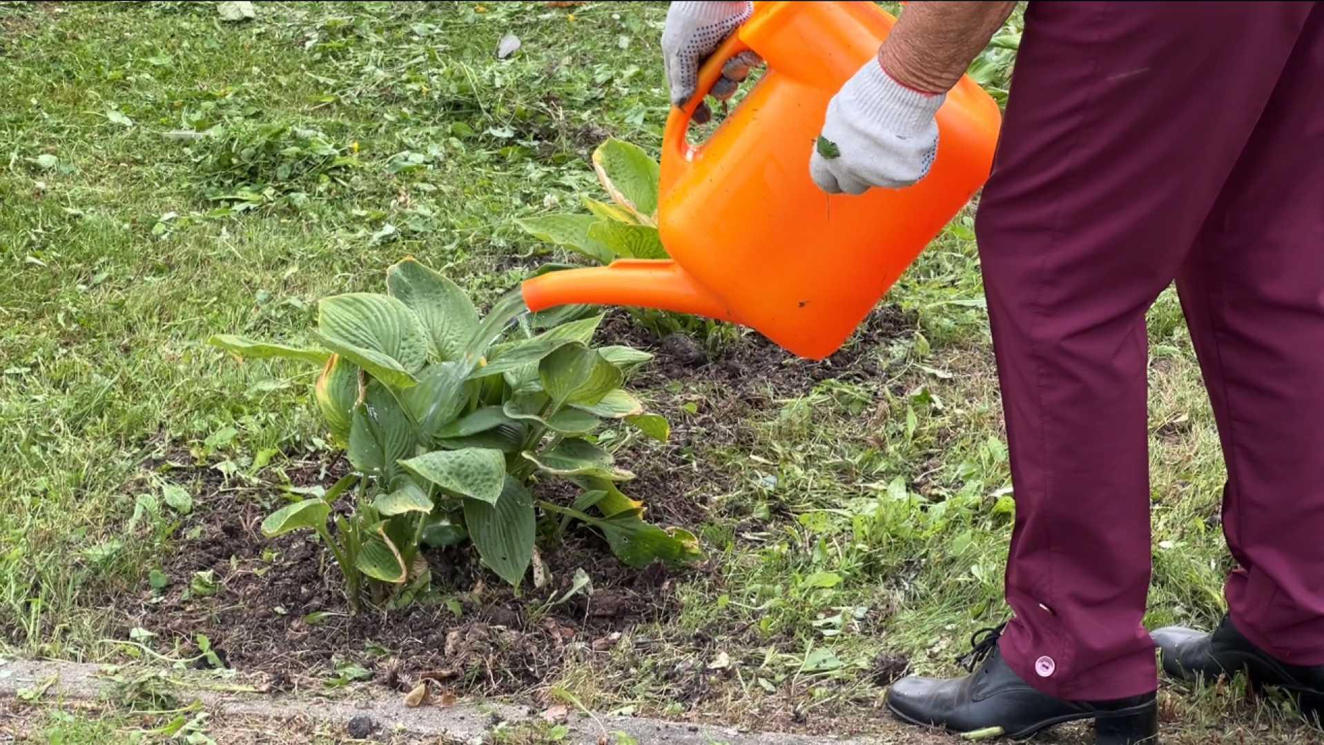 химки, благоустройство, больница,садоводство, клумбы,