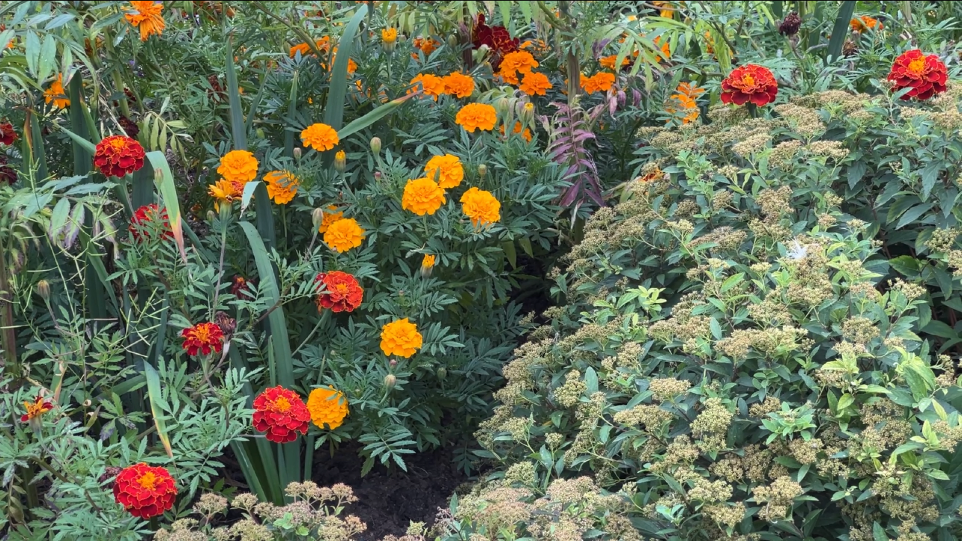 химки, благоустройство, больница,садоводство, клумбы,