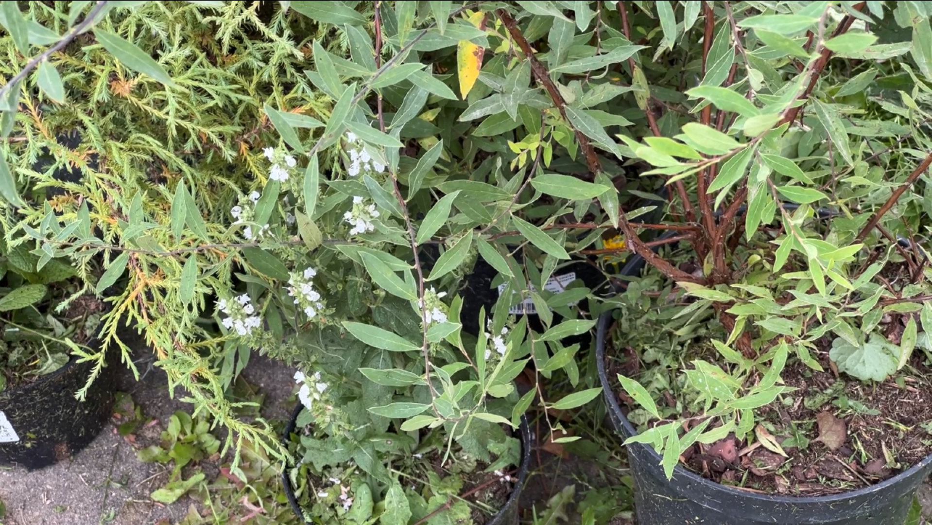 химки, благоустройство, больница,садоводство, клумбы,