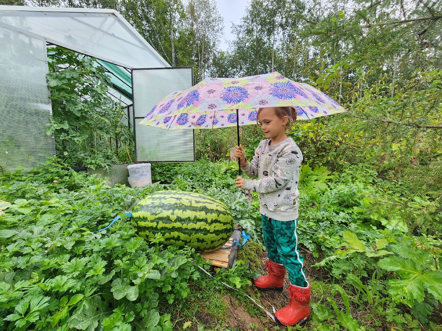 рекорд, тыква, волоколамск,