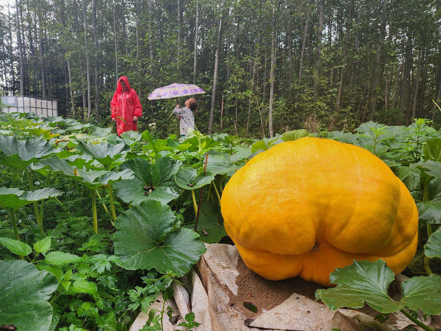 рекорд, тыква, волоколамск,