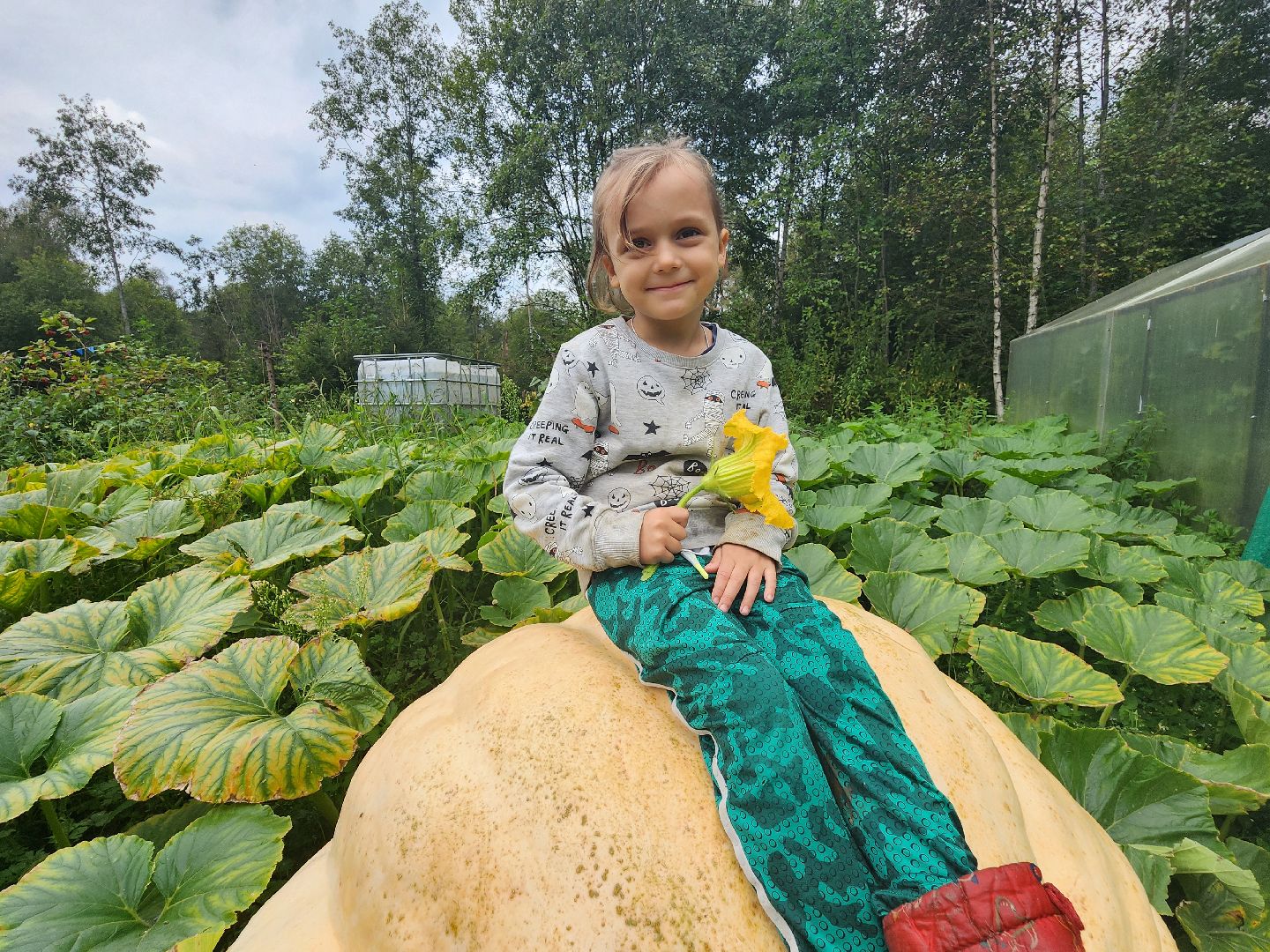 рекорд, тыква, волоколамск,