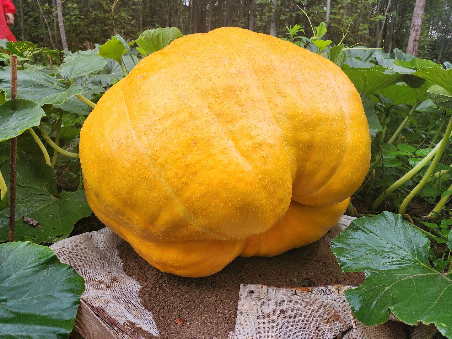 рекорд, тыква, волоколамск,