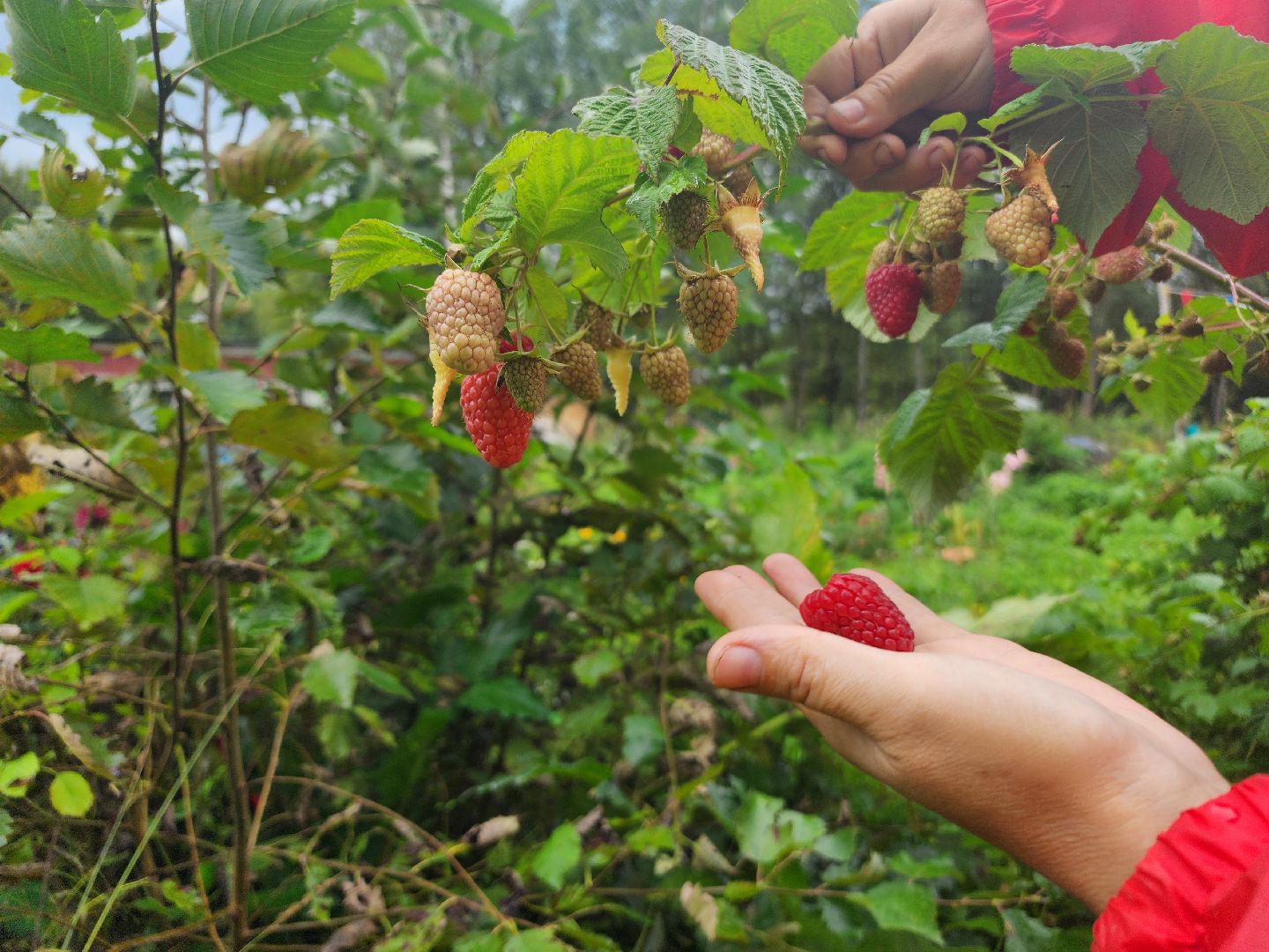 рекорд, тыква, волоколамск,