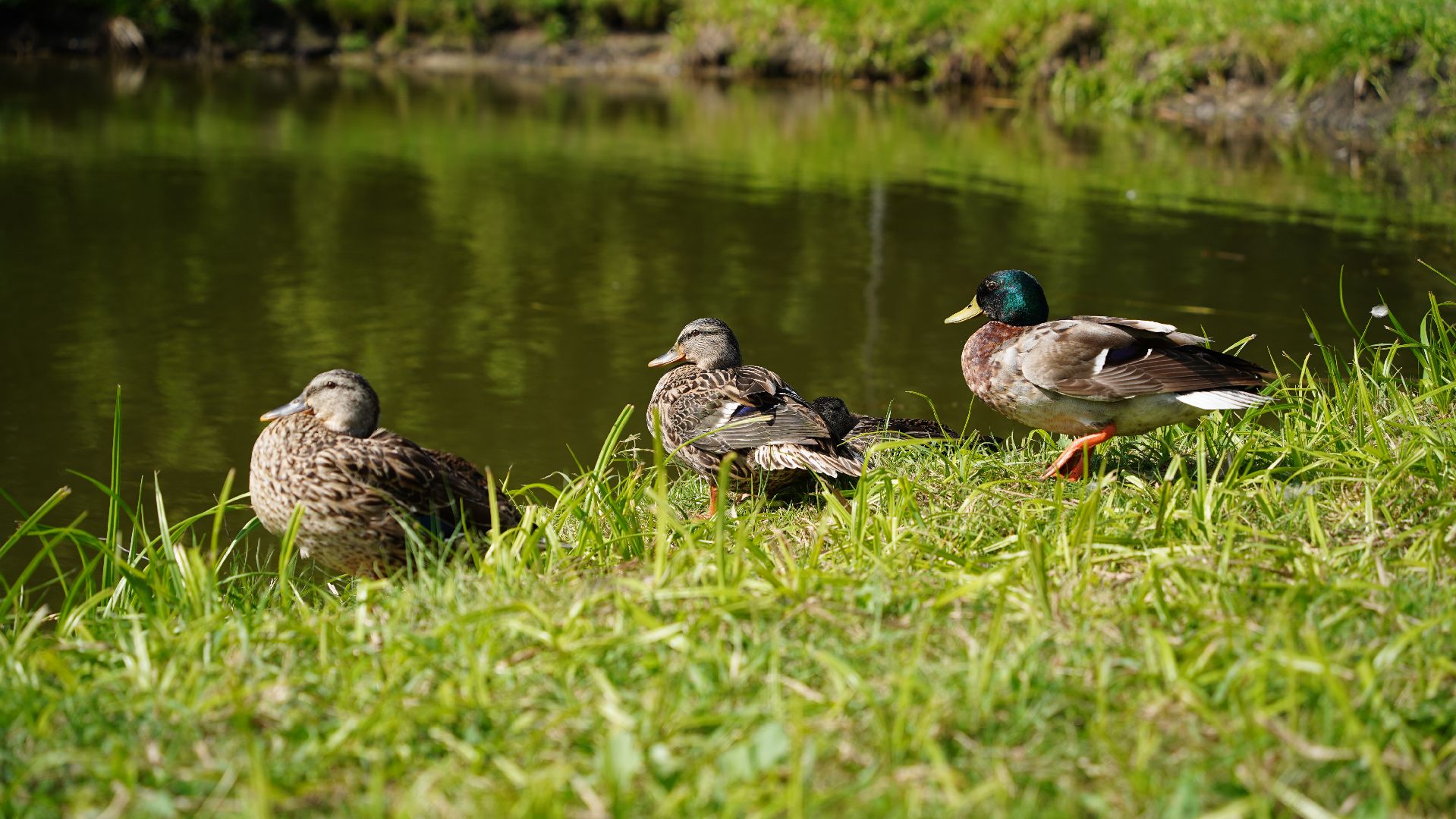 парк культуры и отдыха, Шатура, благоустройсво,