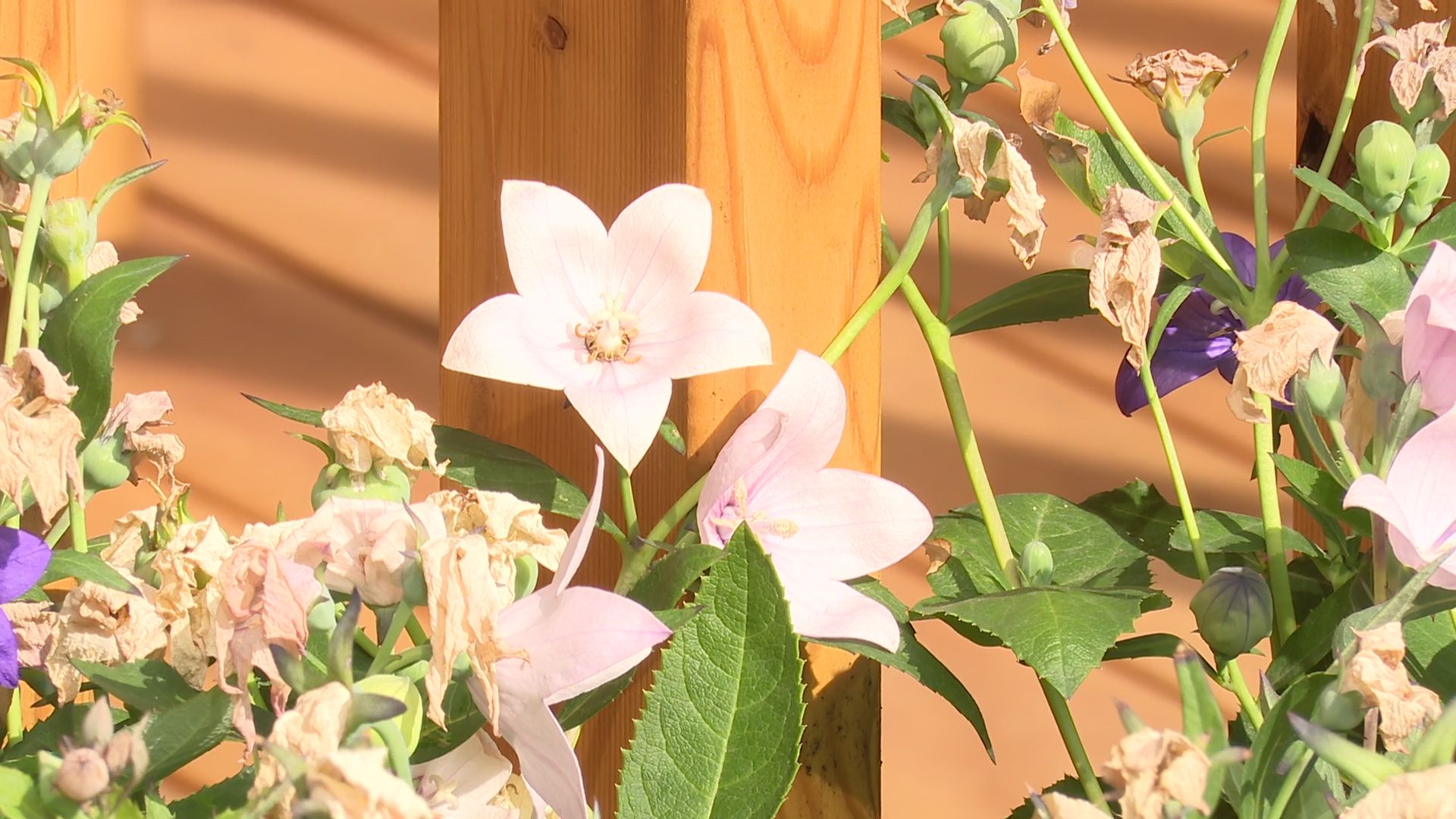 Реутов, детский сад, НПО машиностроения, Самоцветы, сад в доме,