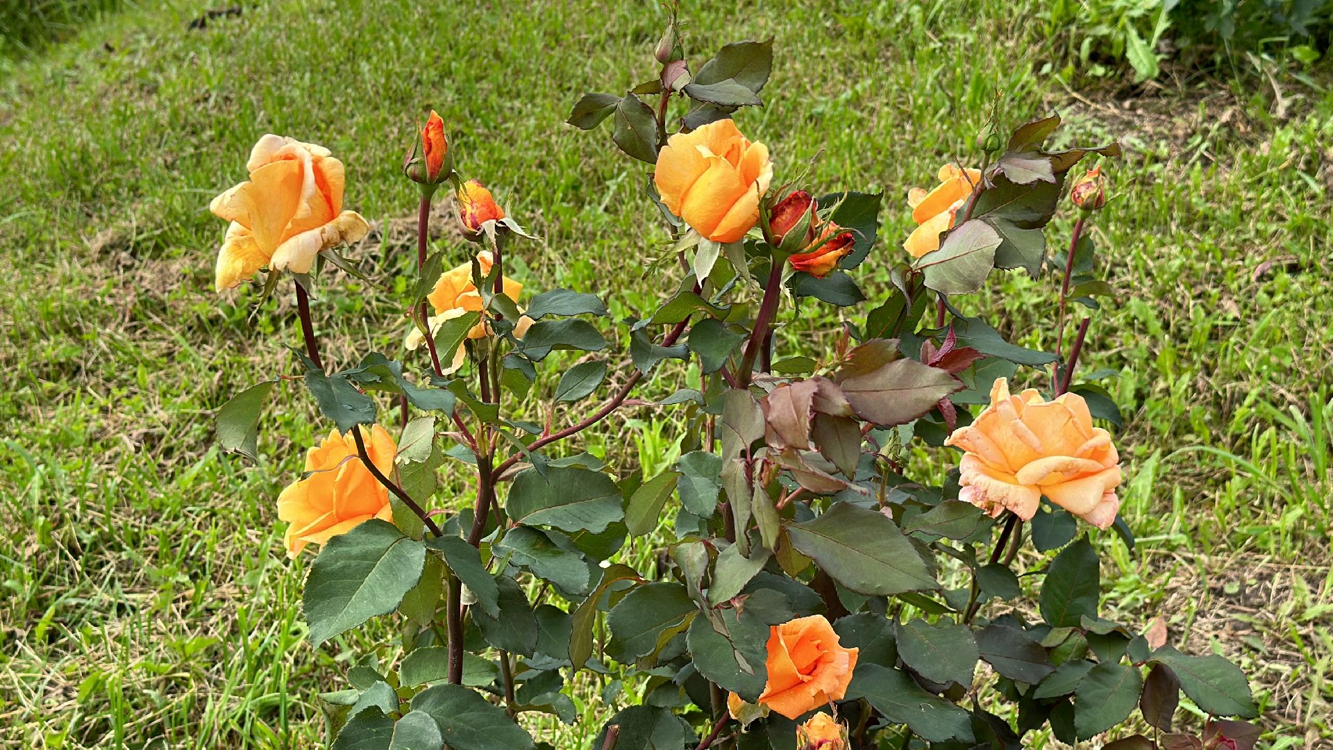 Клин, общество, свадьба в парке, Подмосковье, зеркальная дата, традиции,