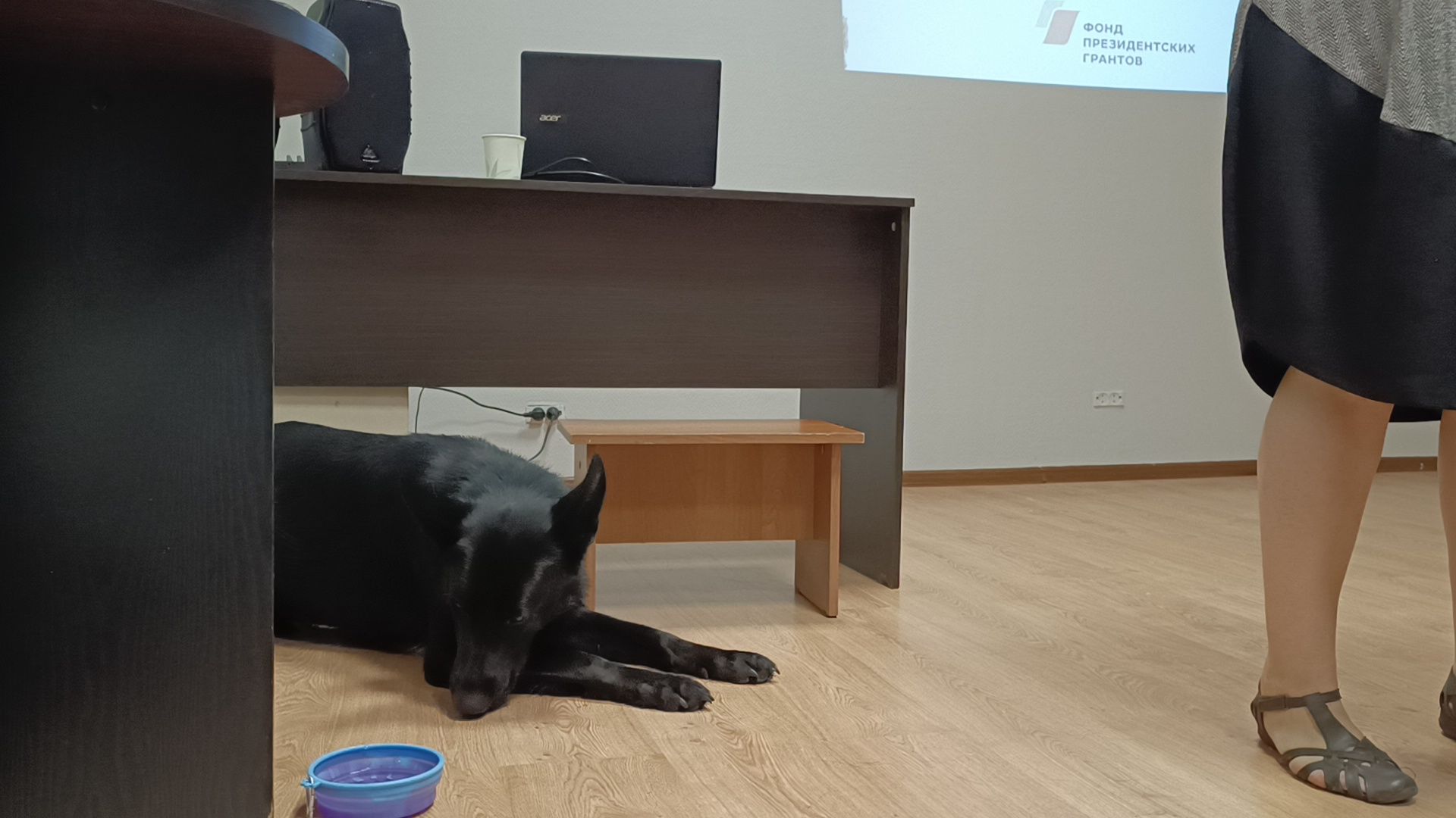 собака, лекция, библиотека,