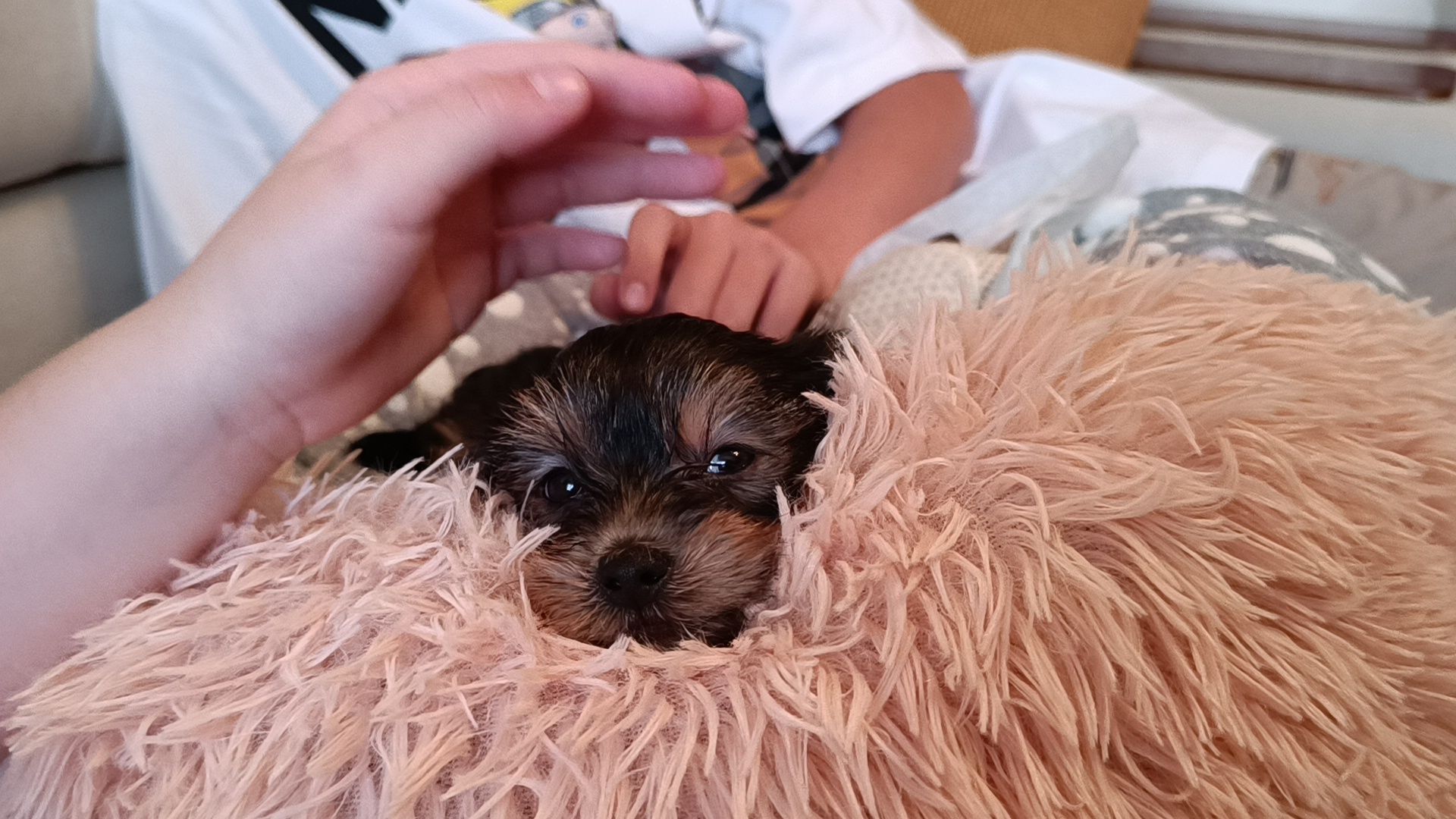 собака, лобня, президент рф,