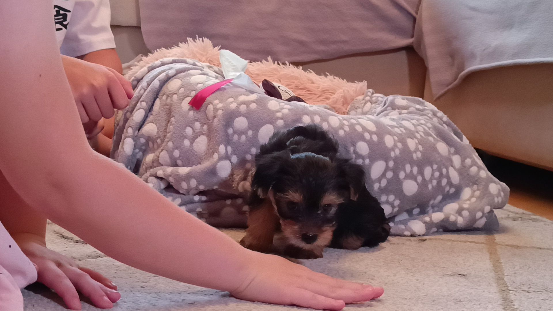 собака, лобня, президент рф,