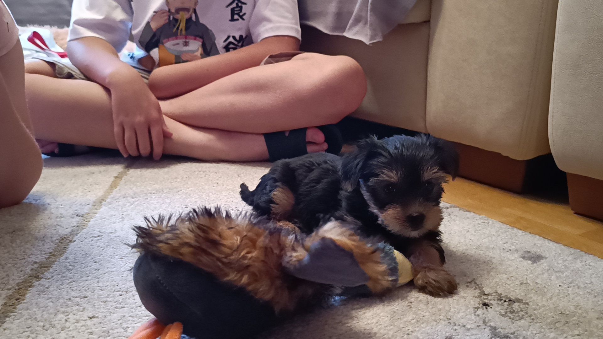 собака, лобня, президент рф,