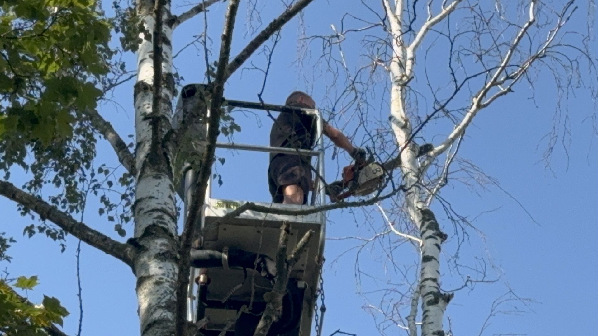Солнечногорск, опиловка деревьев, рабочие, Жители, сухие деревья,