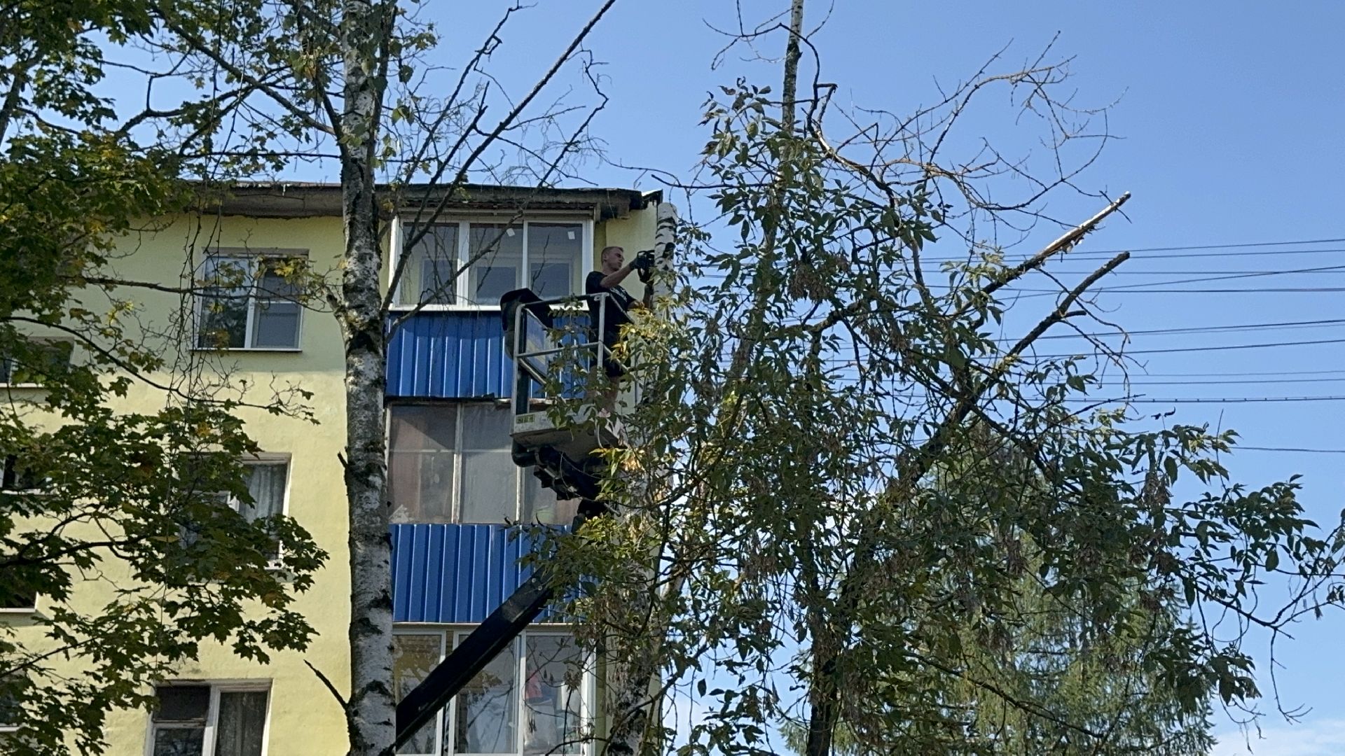 Солнечногорск, опиловка деревьев, рабочие, Жители, сухие деревья,