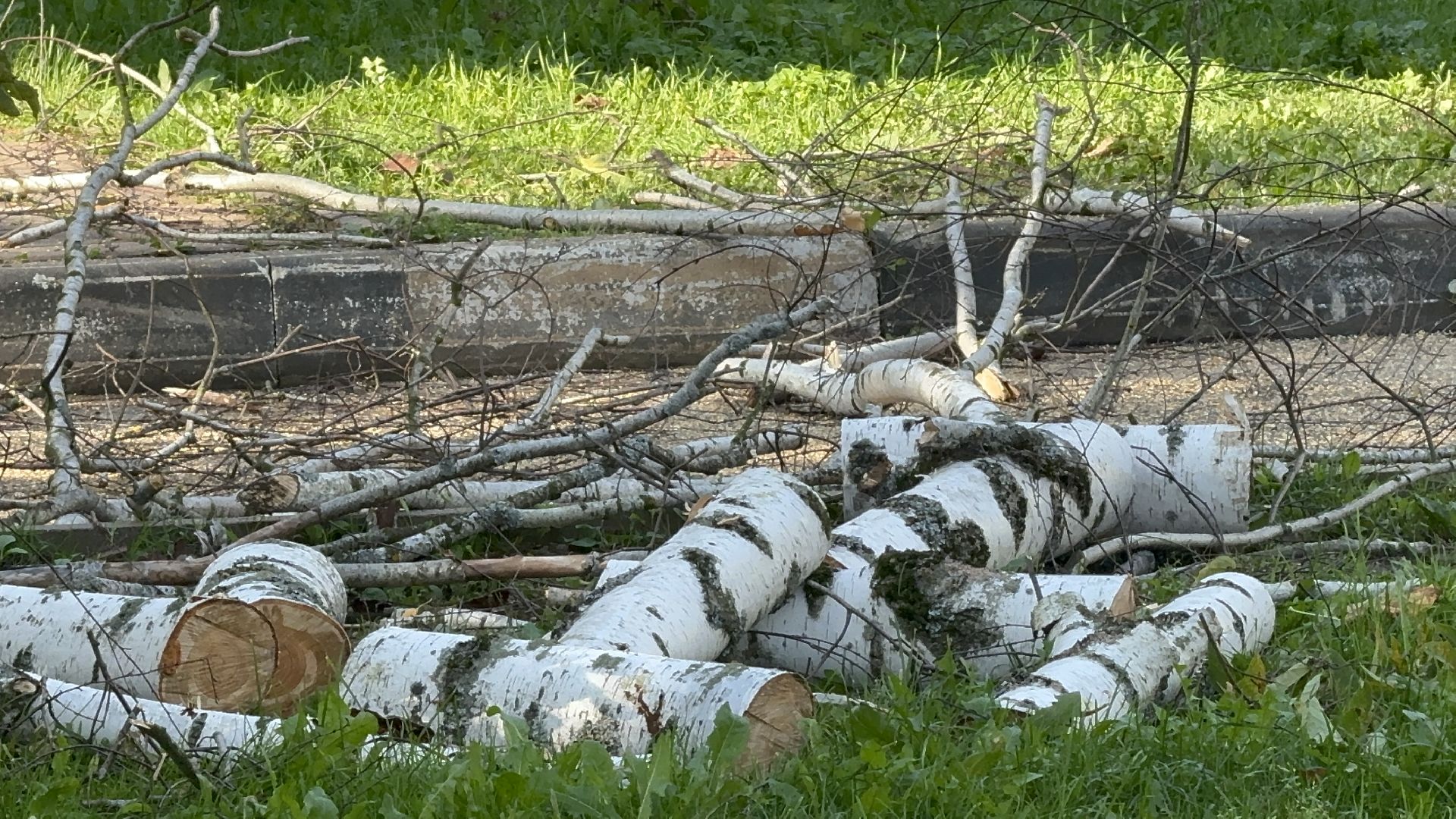 Солнечногорск, опиловка деревьев, рабочие, Жители, сухие деревья,