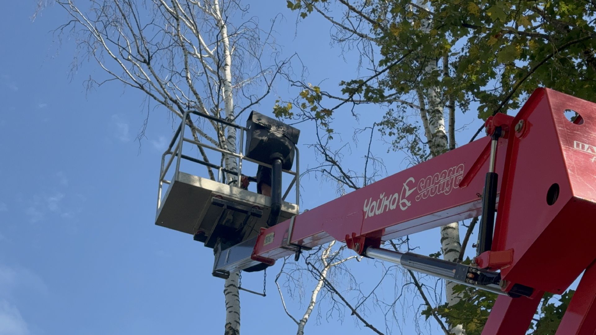 Солнечногорск, опиловка деревьев, рабочие, Жители, сухие деревья,