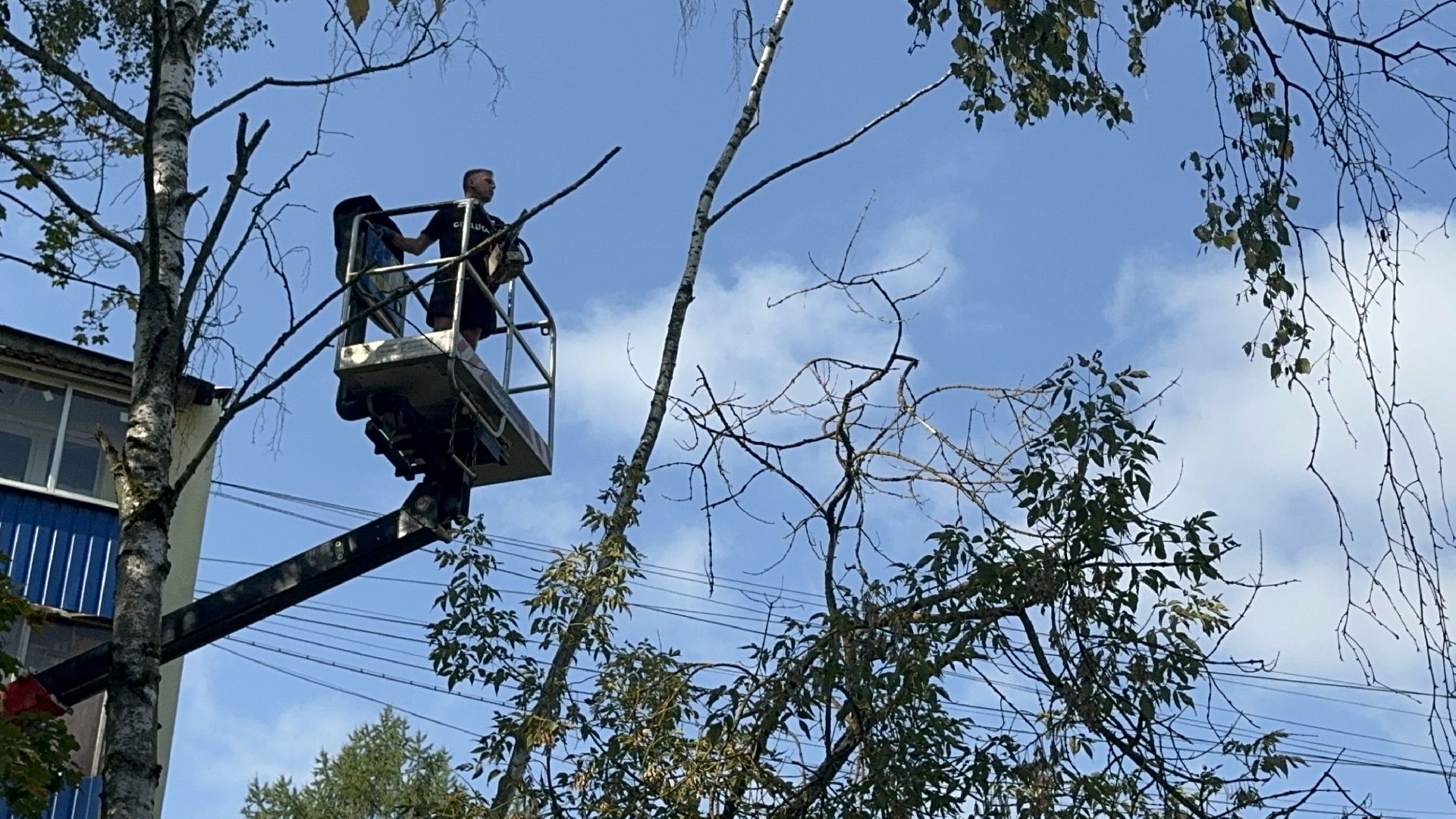Солнечногорск, опиловка деревьев, рабочие, Жители, сухие деревья,