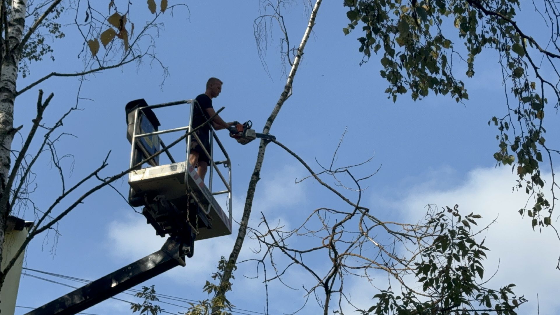 Солнечногорск, опиловка деревьев, рабочие, Жители, сухие деревья,