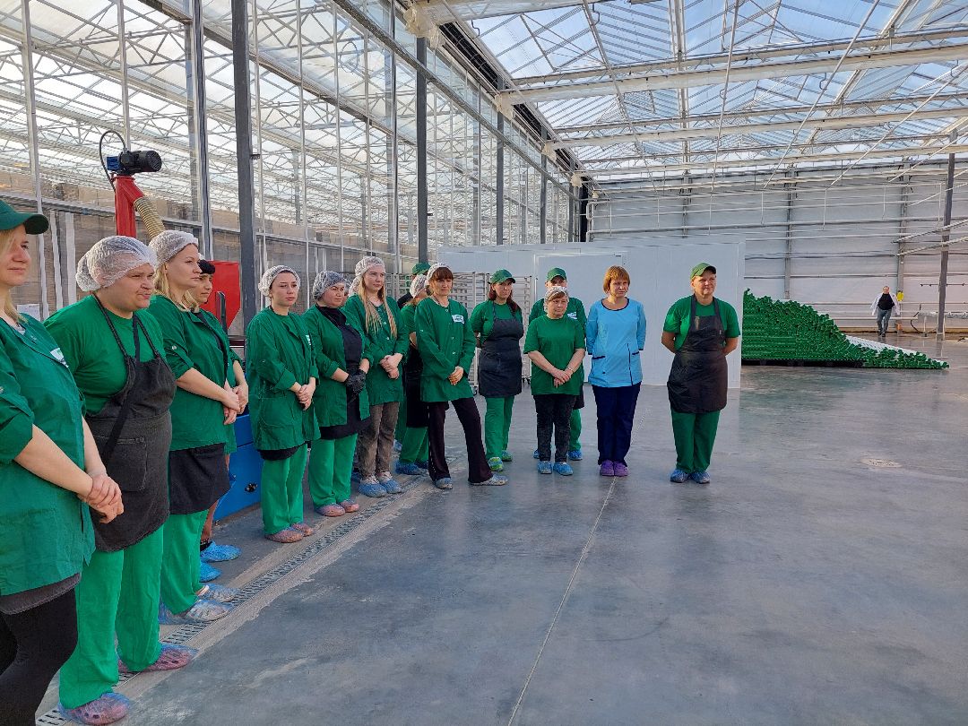 сельское хозяйство, импортозамещение, продукты, Воскресенск, листовой салат