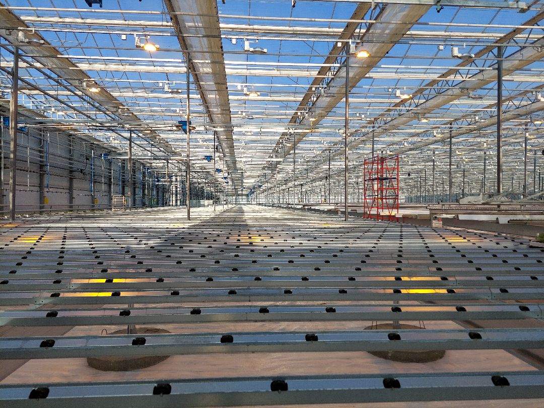 сельское хозяйство, импортозамещение, продукты, Воскресенск, листовой салат