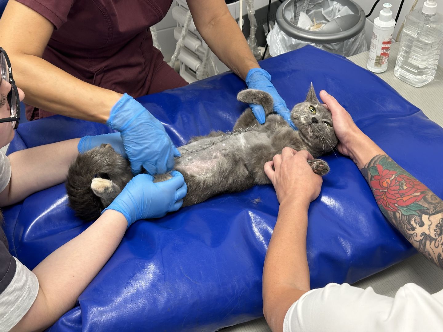 вет станция, ветеринарная клиника, мытищи,