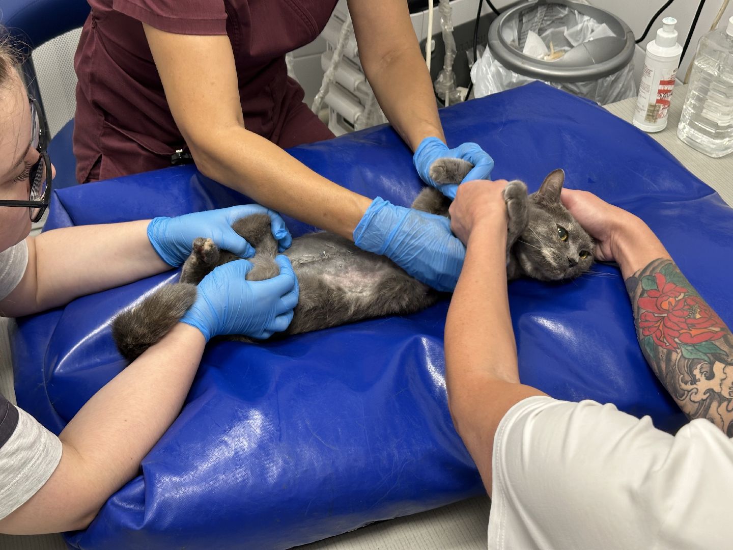 вет станция, ветеринарная клиника, мытищи,