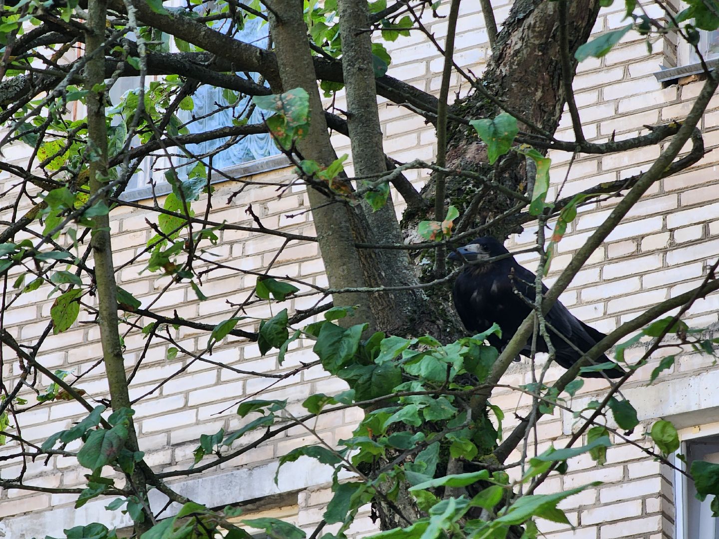 Дубна, Благоустройство, Выездная администрация, Встречи с жителями,