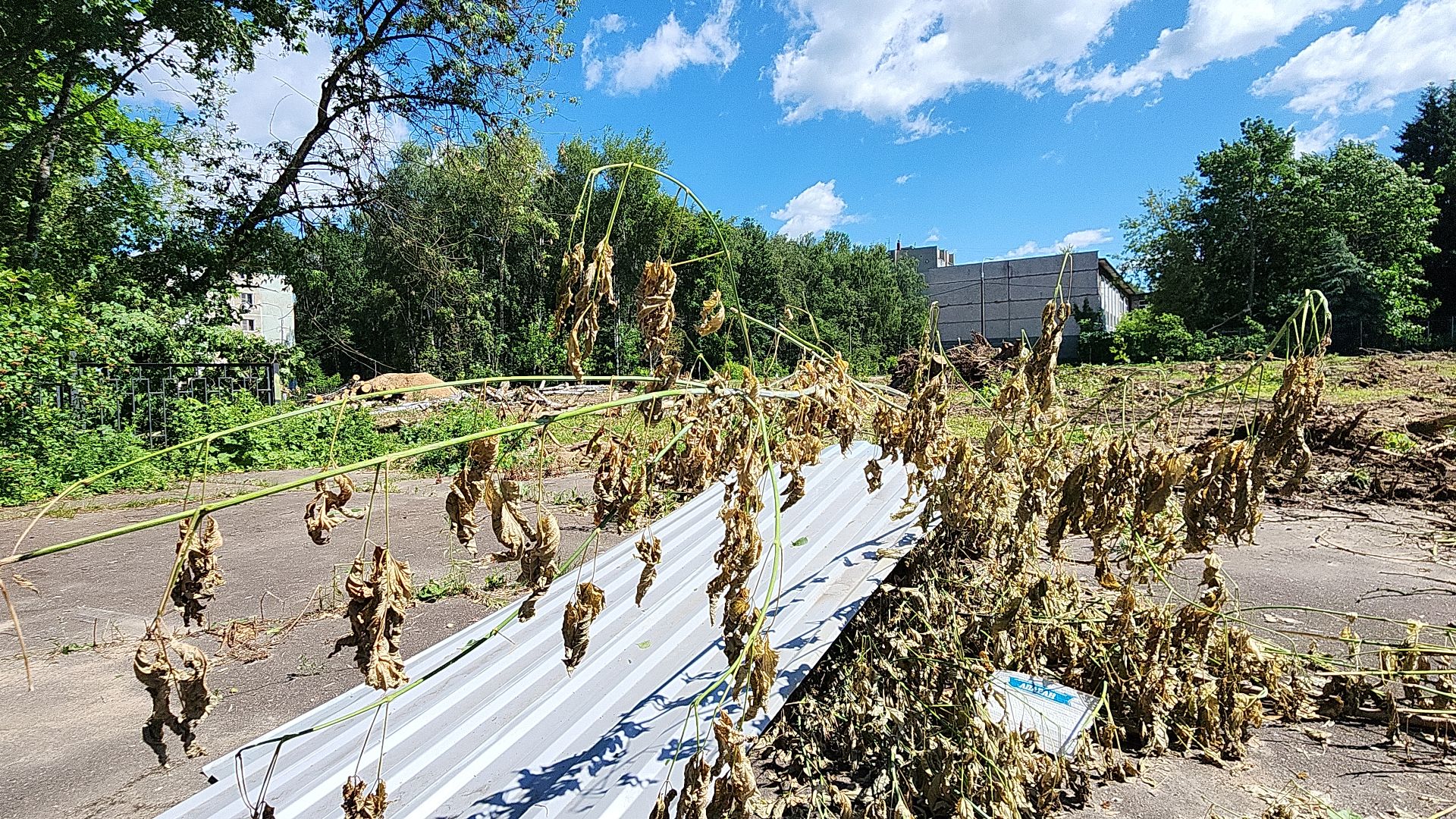 электросталь, мой город, жители города, гимназия 21, новый стадион, образование, образование в подмосковье, благоустройство 2024, спорт, здоровый образ жизни, школьный стадион,