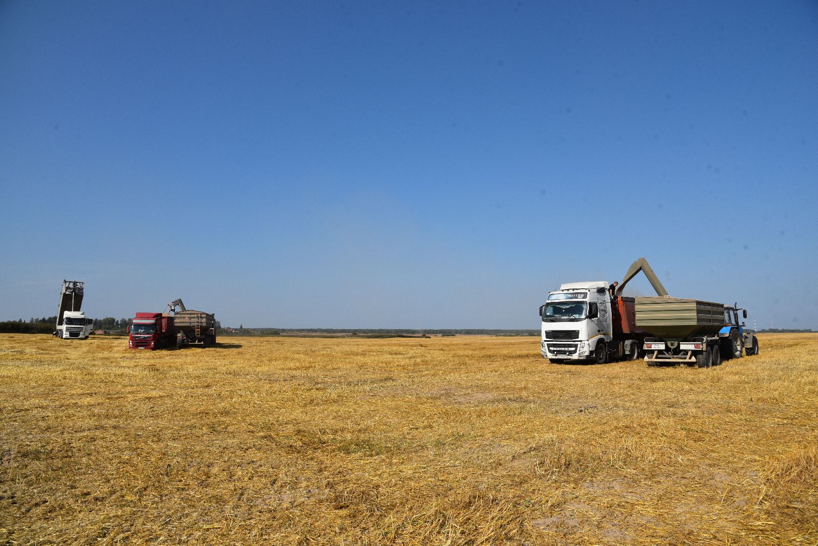 лотошино, сельское хозяйство, уборка урожая, урожай 2024,