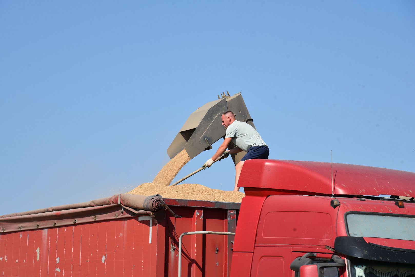 лотошино, сельское хозяйство, уборка урожая, урожай 2024,