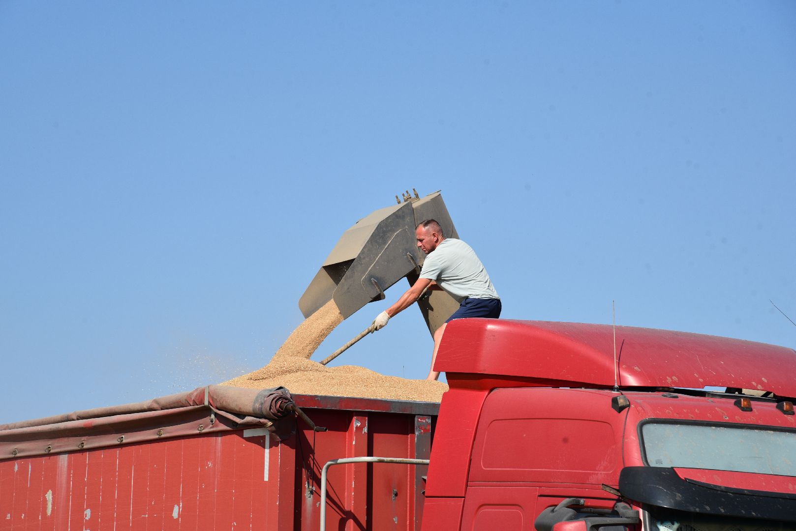 лотошино, сельское хозяйство, уборка урожая, урожай 2024,
