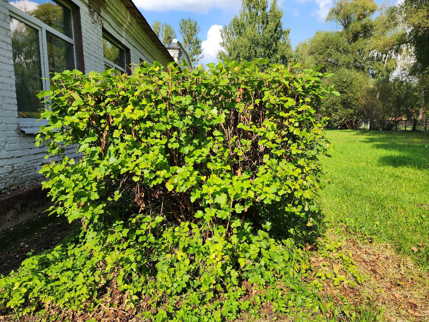 раменское, образование, быковская школа 15, благоустройство школьной территории на улице станционной,