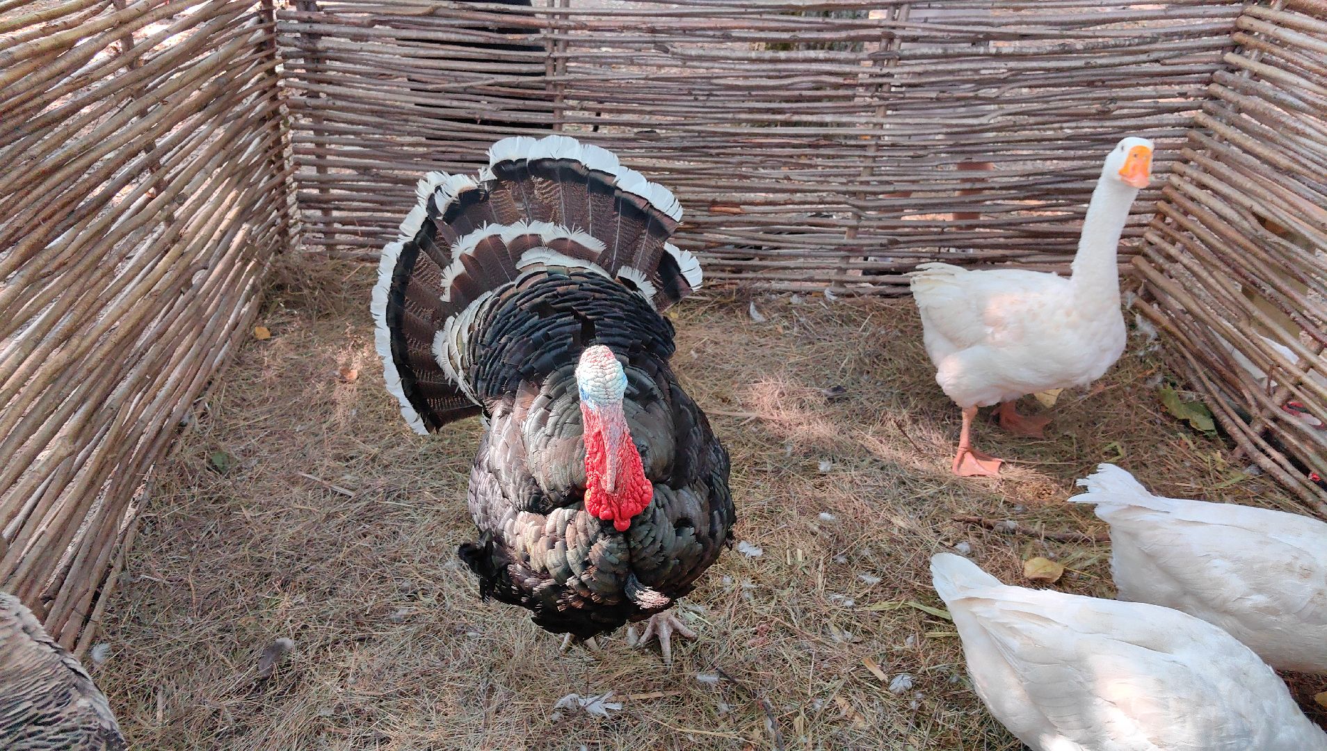 кинопоказ, фестиваль Русской культуры, ТРАДИЦИИ, мини-зоопарк с животными, фотозоны, Роспись по дереву,