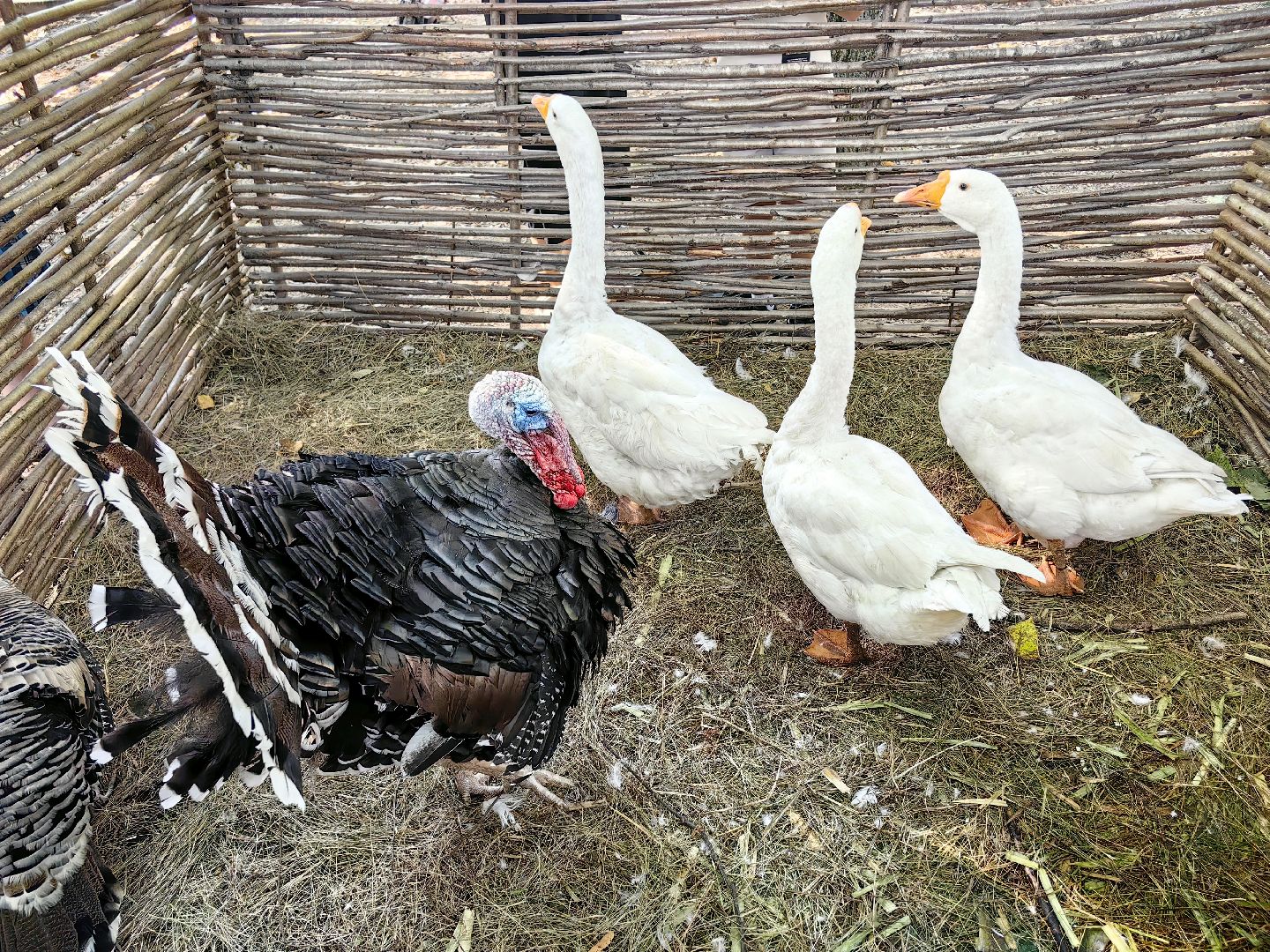 кинопоказ, фестиваль Русской культуры, ТРАДИЦИИ, мини-зоопарк с животными, фотозоны, Роспись по дереву,