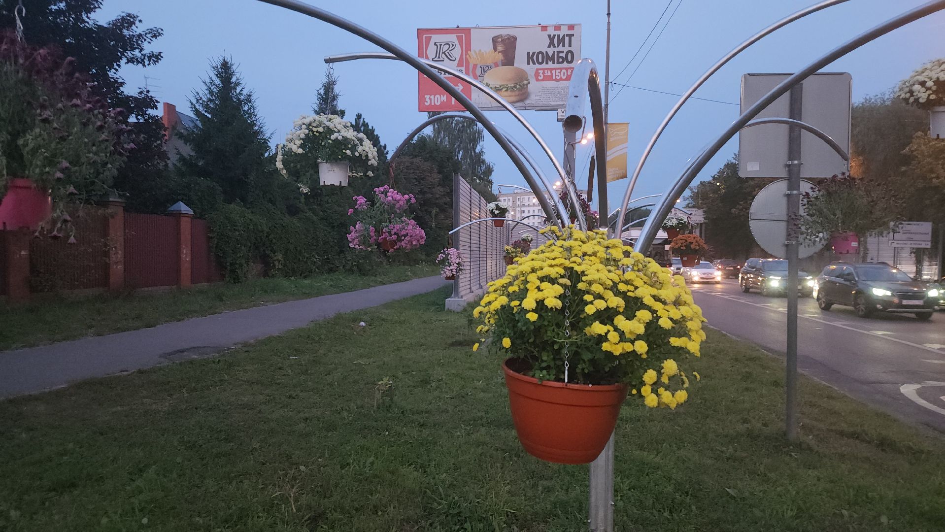 долгопрудный, проспект пацаева, петунии, хризантемы, вертикальные клумбы,