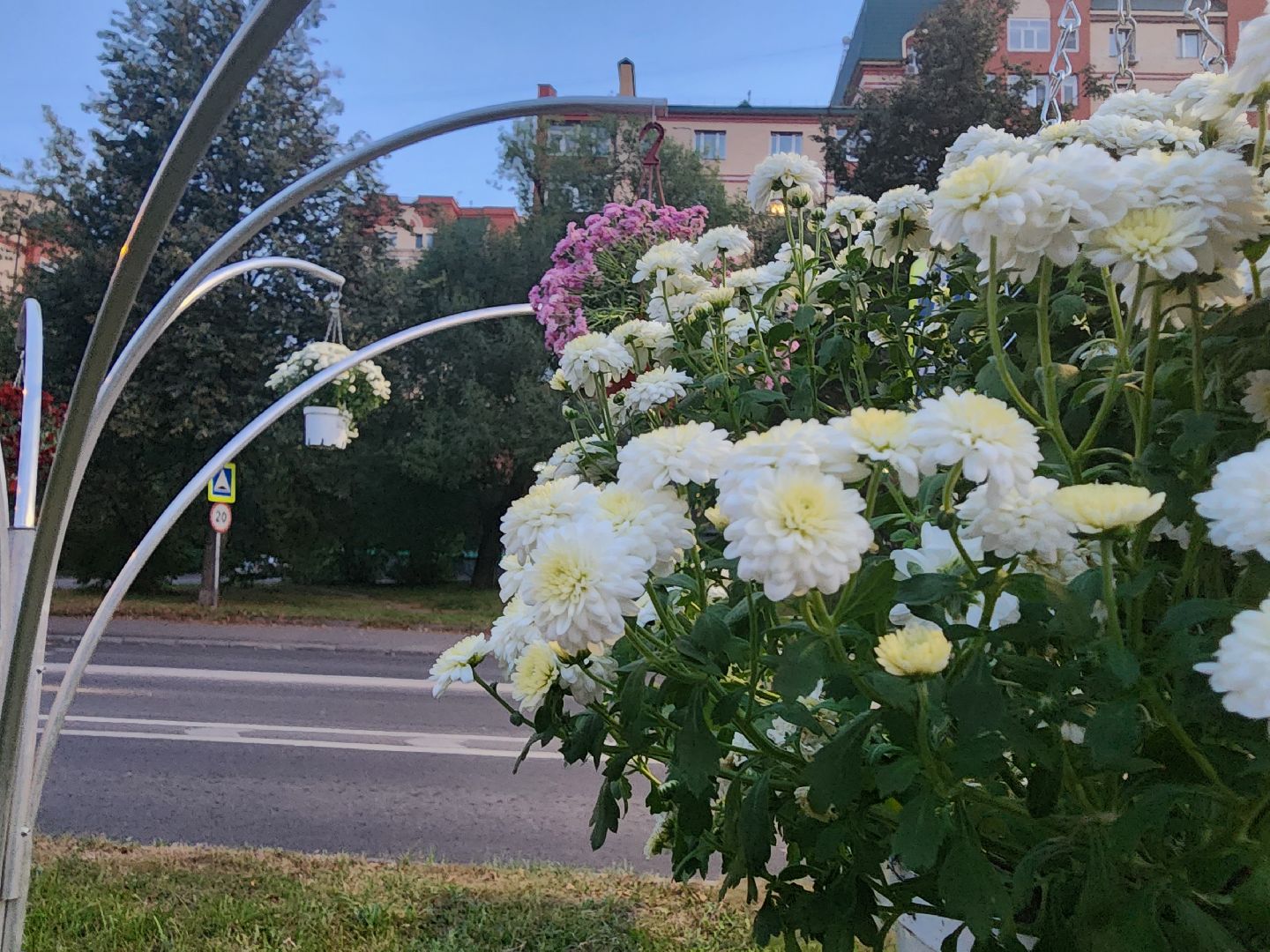 долгопрудный, проспект пацаева, петунии, хризантемы, вертикальные клумбы,