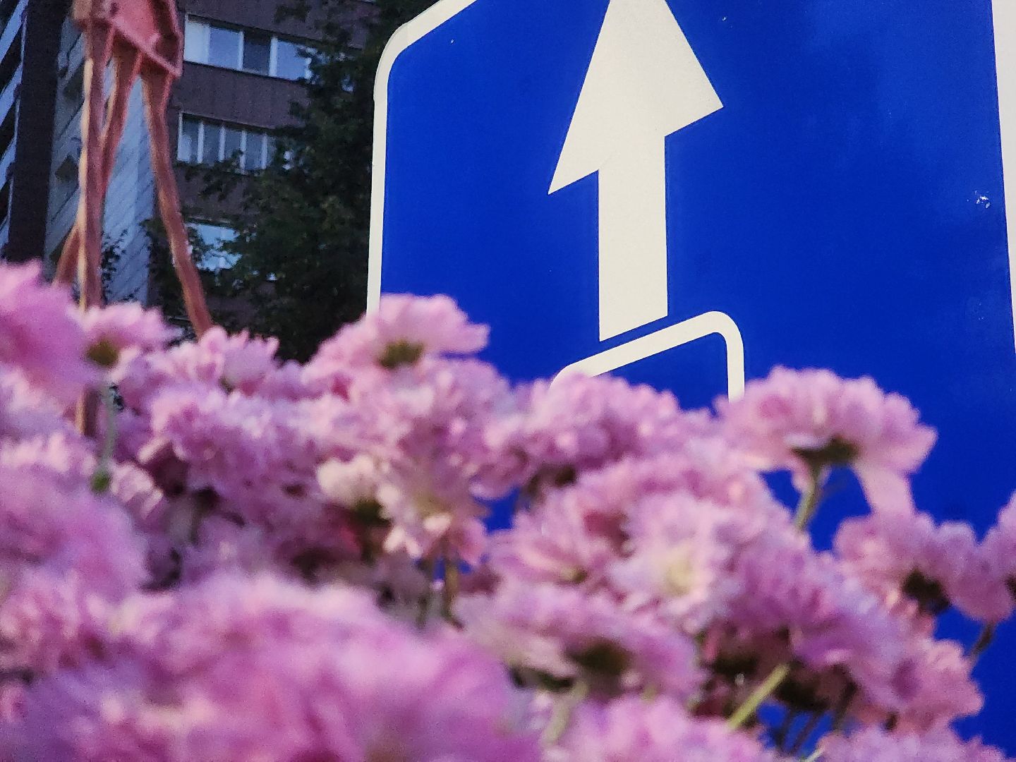 долгопрудный, проспект пацаева, петунии, хризантемы, вертикальные клумбы,